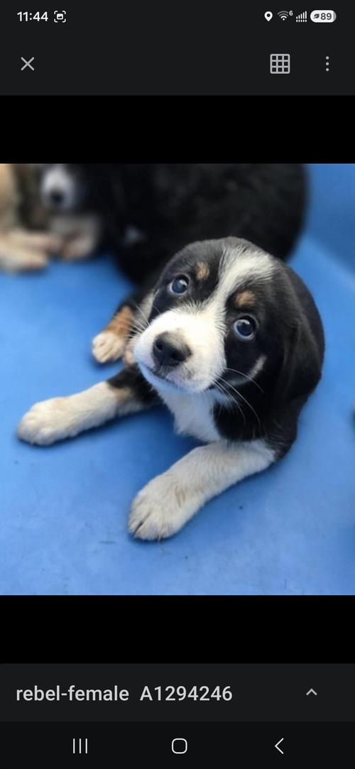 REBEL - Unknown available for adoption