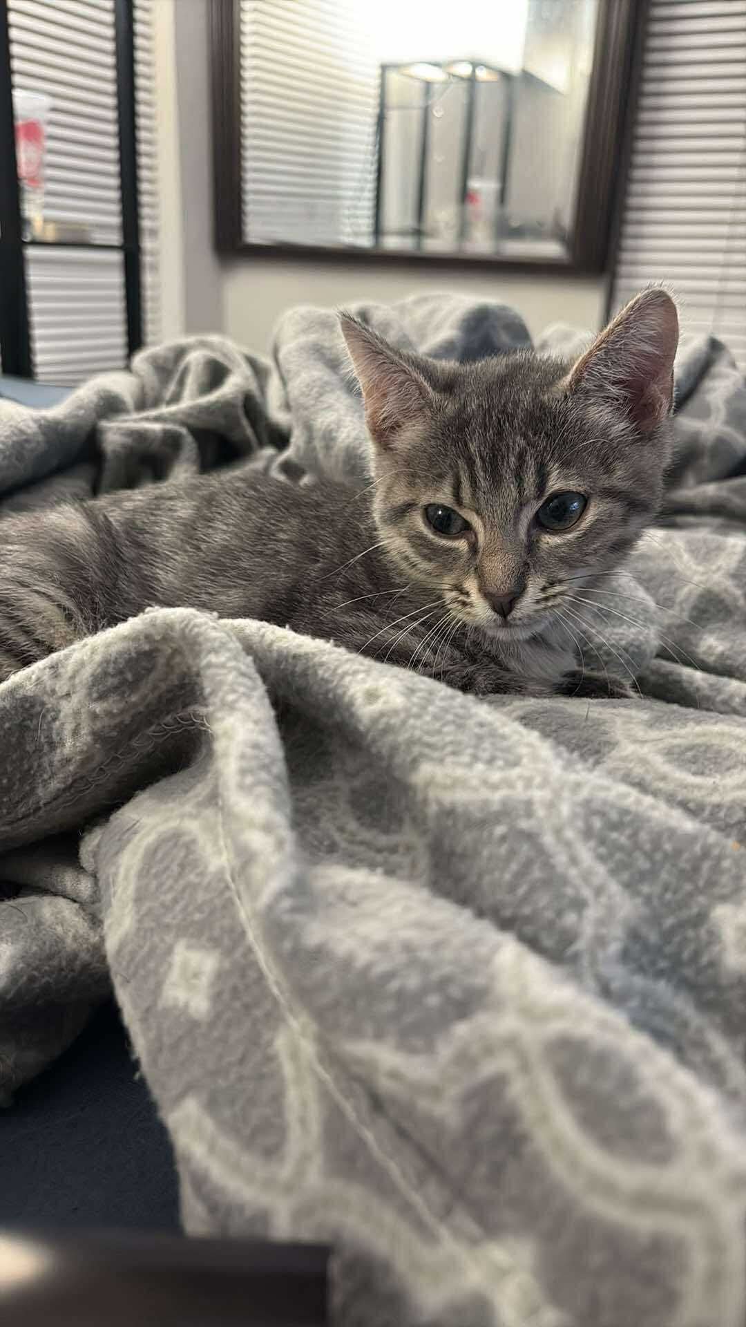 HUXLEY - Domestic Short Hair available for adoption