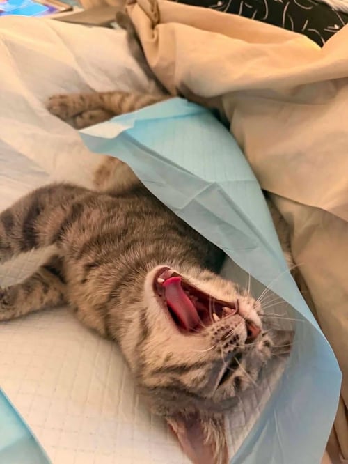 HUXLEY - Domestic Short Hair available for adoption