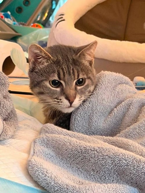 HUXLEY - Domestic Short Hair available for adoption