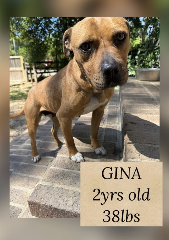 GINA Image