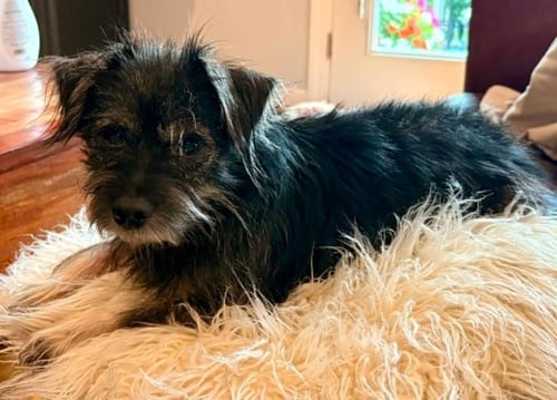 SKIPPER - Cairn Terrier available for adoption