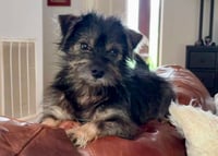 SKIPPER - Photo 1