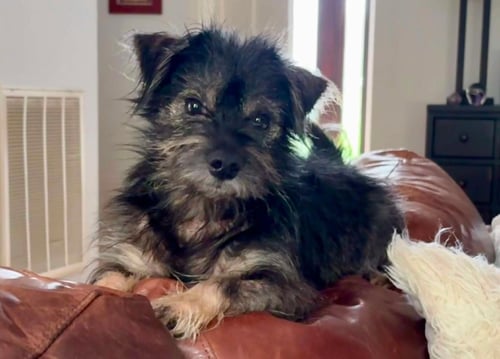 SKIPPER - Cairn Terrier available for adoption