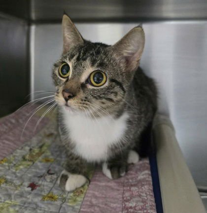 SMIDGE - Domestic Short Hair available for adoption