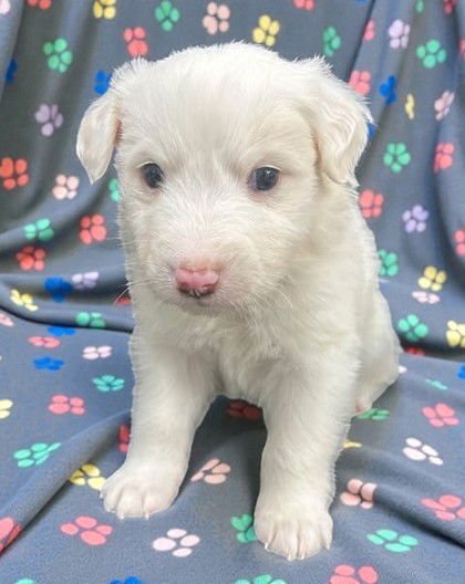 FALKAR - Welsh Corgi available for adoption