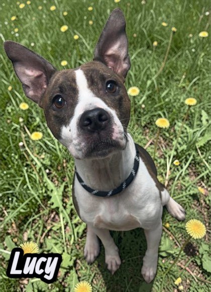 LUCY - Unknown available for adoption