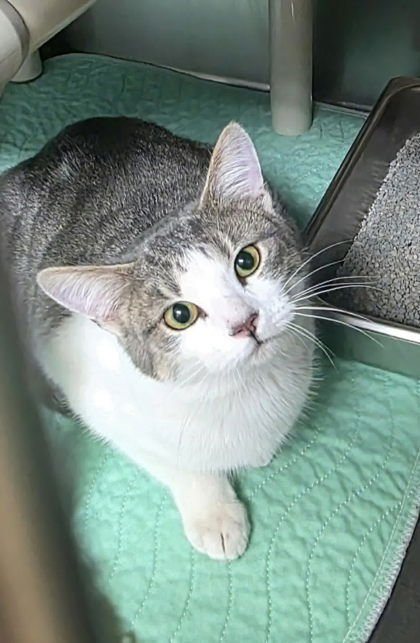 SISSY - Domestic Short Hair available for adoption