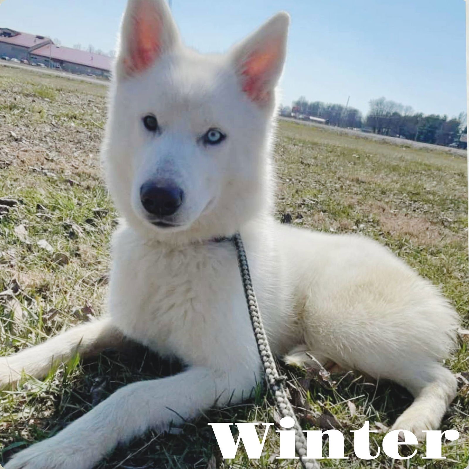 WINTER - Siberian Husky available for adoption