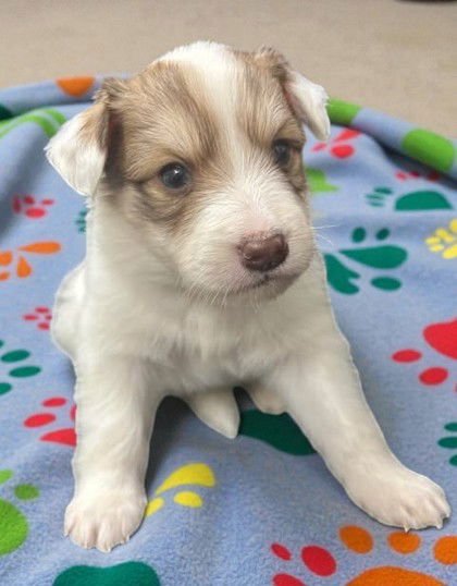 BASTIAN - Welsh Corgi available for adoption