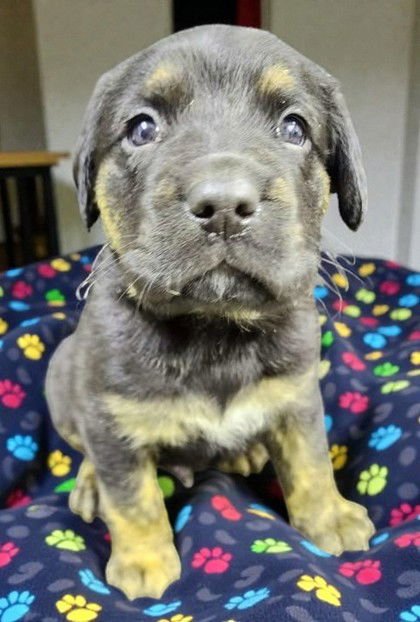 IRON MAN - Shepherd available for adoption