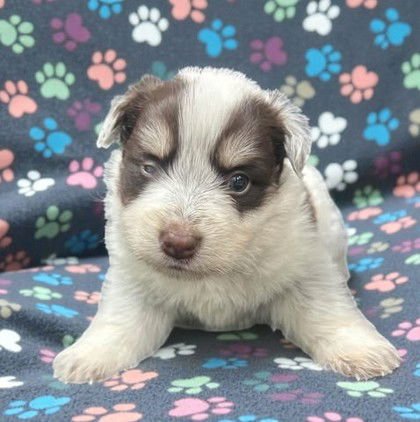 ARTEX - Welsh Corgi available for adoption