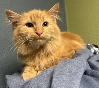 FIDLER - Domestic Long Hair available for adoption