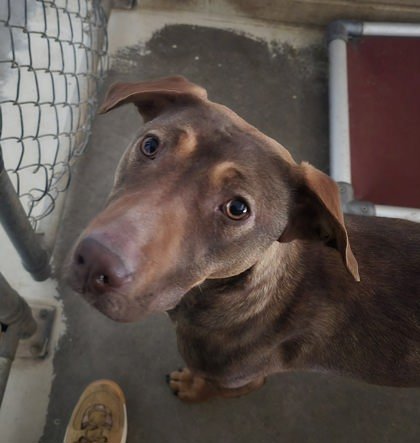 FERGIE - Shepherd available for adoption