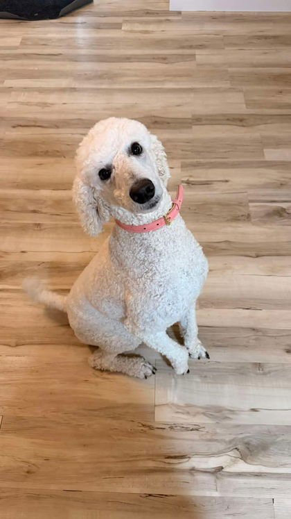 PHOEBE - Poodle (Standard) available for adoption