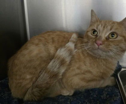 ZELDA - Domestic Short Hair available for adoption