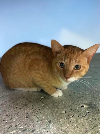 TRIGGER - Domestic Short Hair available for adoption