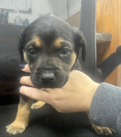 BLACK WIDOW - Shepherd available for adoption