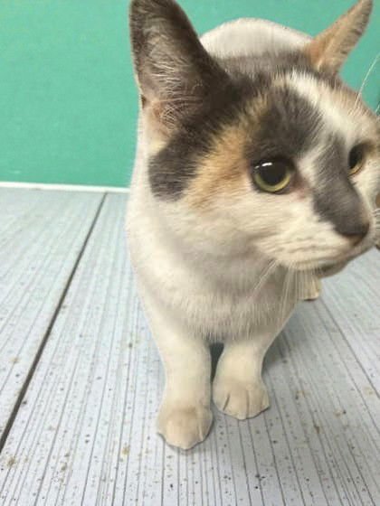 PIXIE - Domestic Short Hair available for adoption