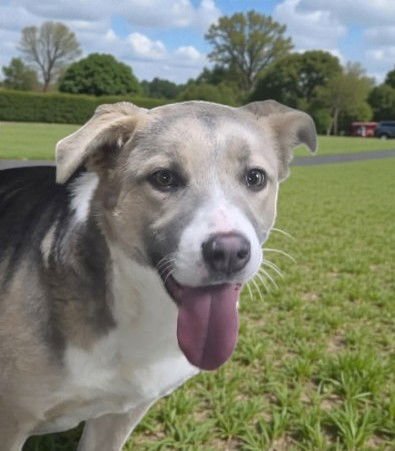 GRIM - Unknown available for adoption