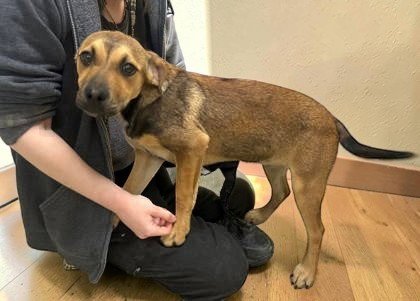 TINA TURNER - Unknown available for adoption