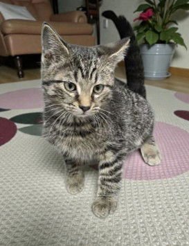 STEPHEN - Domestic Short Hair available for adoption