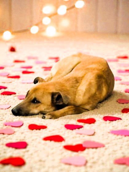 CAPTAIN JACK SPARROW - Unknown available for adoption