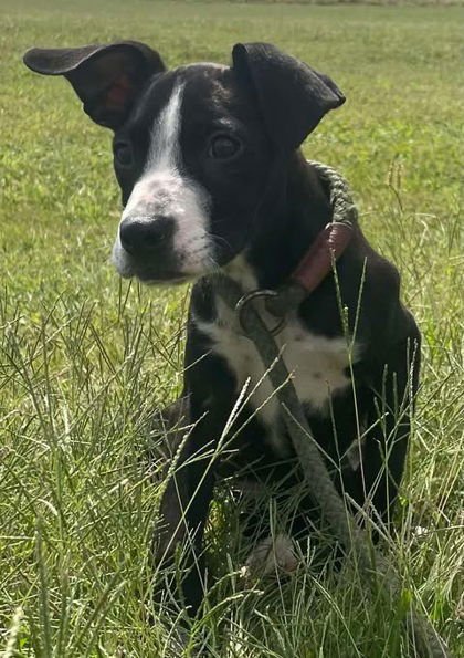 BRET MICHAELS - Unknown available for adoption