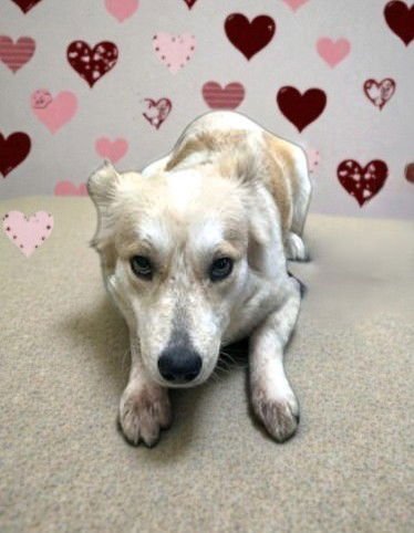 MOMMA DEAN - Welsh Corgi available for adoption