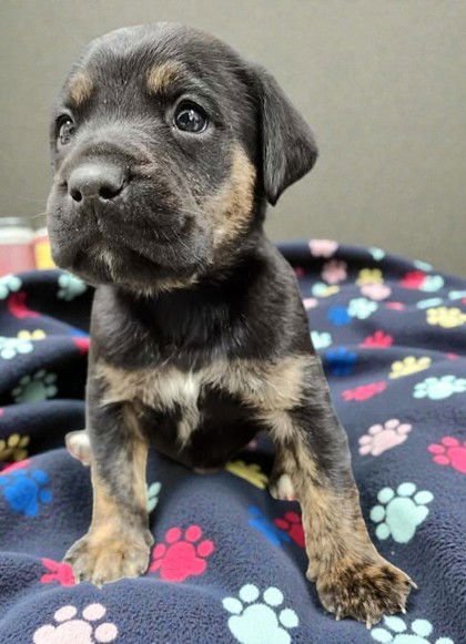 THOR - Shepherd available for adoption