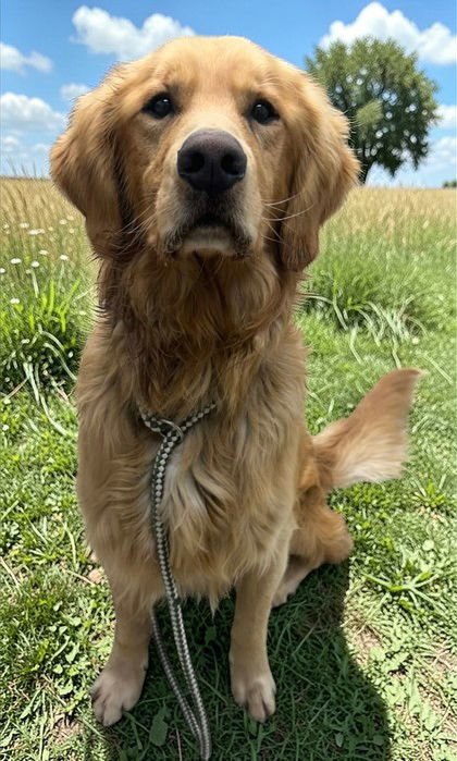 CARLISLE - Golden Retriever available for adoption