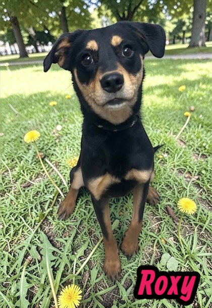 ROXY - Unknown available for adoption