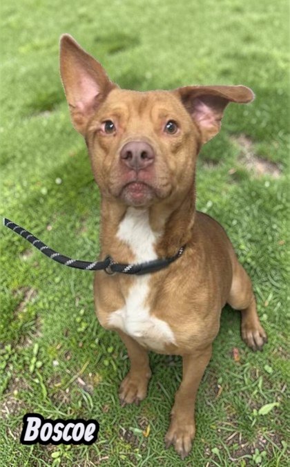 BOSCOE - Retriever available for adoption