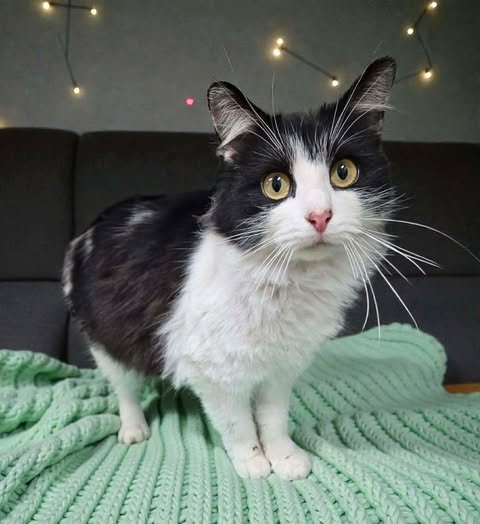 JAN - Domestic Short Hair available for adoption