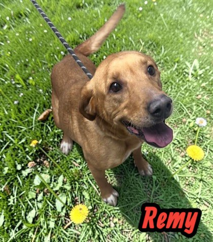 REMY - Unknown available for adoption