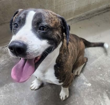 JC - Pit Bull Terrier available for adoption