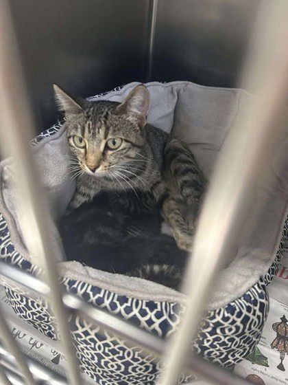 CALLIOPE - Domestic Short Hair available for adoption