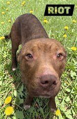 RIOT - Pit Bull Terrier available for adoption