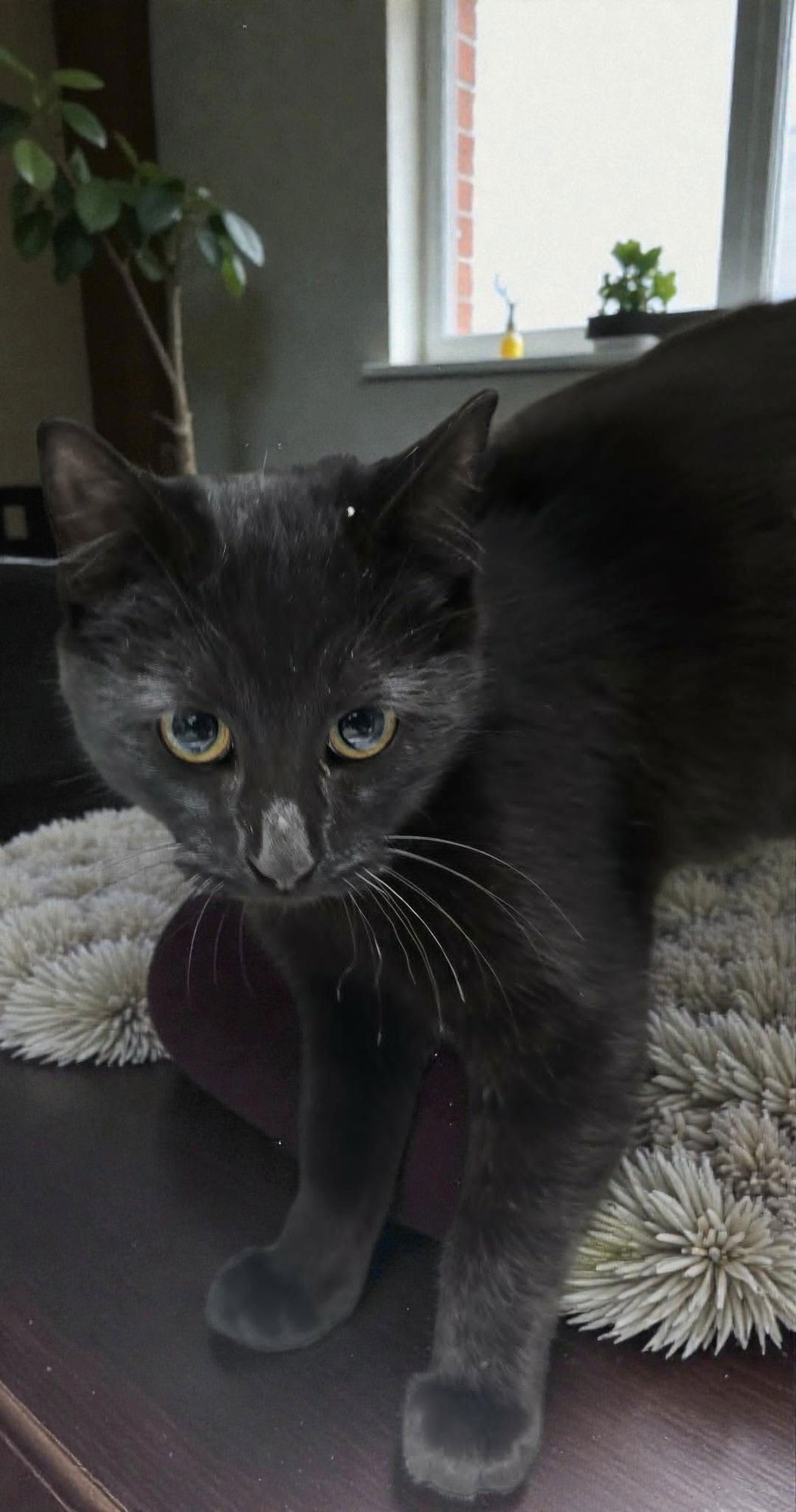 EMBER - Domestic Short Hair available for adoption