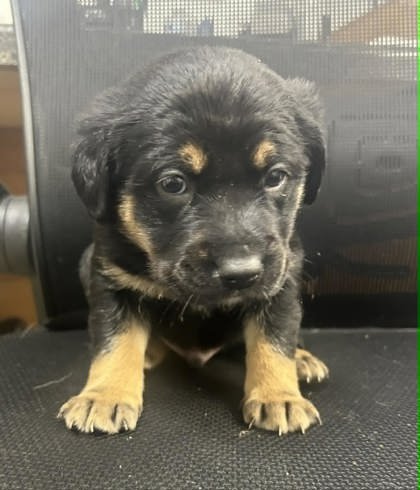 HULK - Shepherd available for adoption