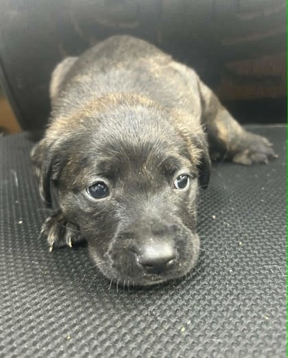 MANTIS - Shepherd available for adoption