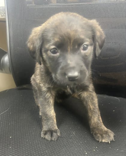 SCARLET - Shepherd available for adoption