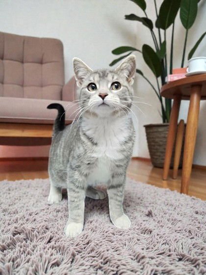 FORBIE - Domestic Short Hair available for adoption