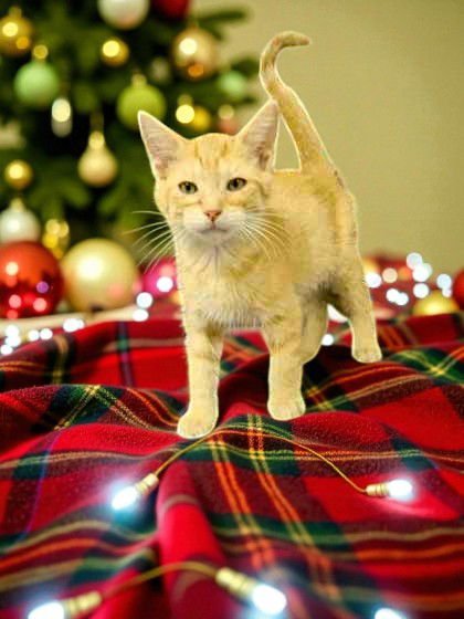 OLLIE - Domestic Short Hair available for adoption