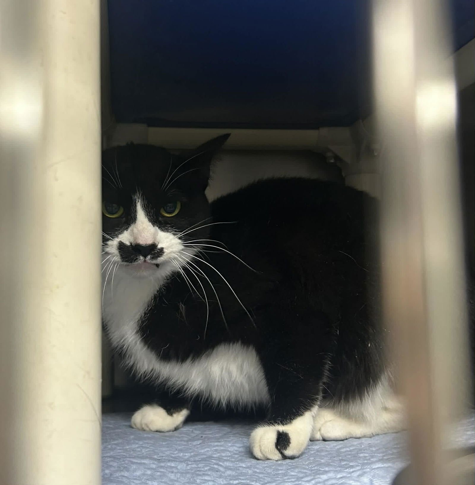 OAKLEY - Domestic Short Hair available for adoption