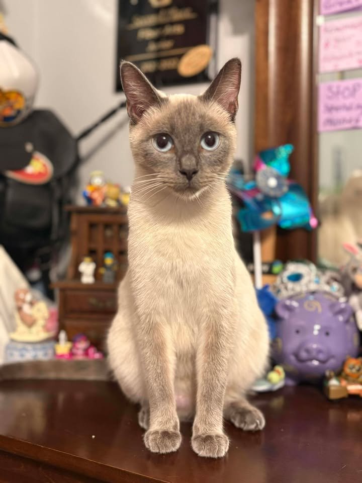 RAPENZEL - Siamese available for adoption