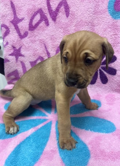 CARDI B - Jack Russell Terrier available for adoption