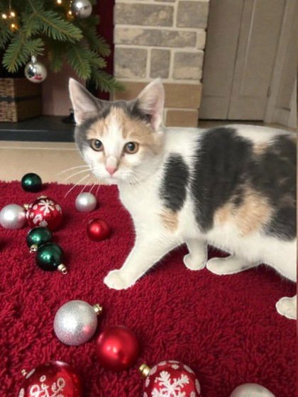 LILY - Domestic Short Hair available for adoption