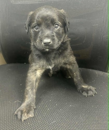 CAPT. AMERICA - Shepherd available for adoption