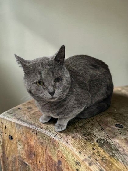 TARZAN - Domestic Short Hair available for adoption